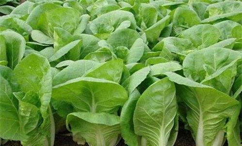 国产小白菜机器栽培视频,高效农业新篇章