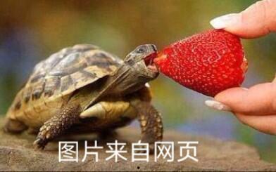 国产乌龟视频大全,萌态百态，带你领略龟界风采